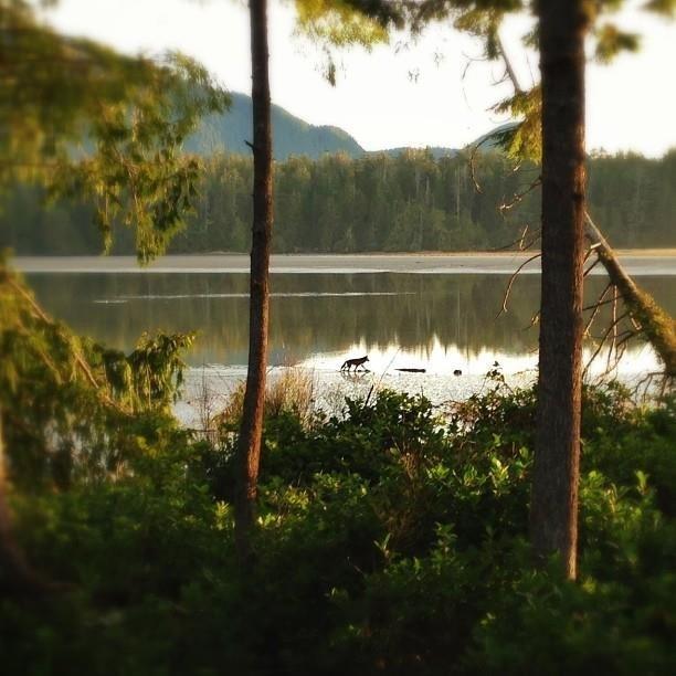 Black Bear Guesthouse Tofino Exterior foto